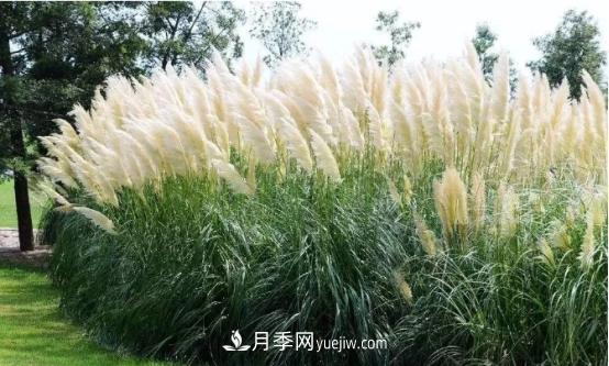 又美又耐寒！8種北方適用觀(guān)賞草推薦(圖1)