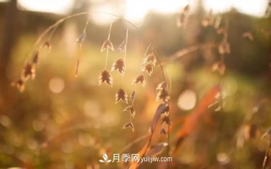 又美又耐寒！8種北方適用觀(guān)賞草推薦(圖2)
