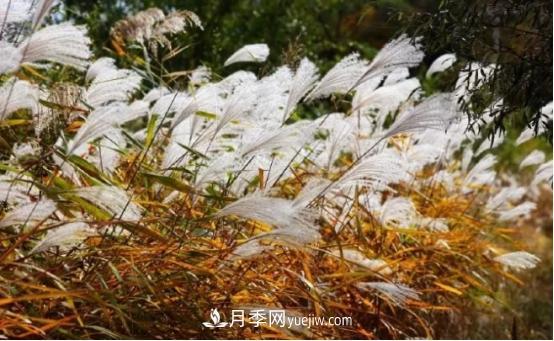 又美又耐寒！8種北方適用觀(guān)賞草推薦(圖3)