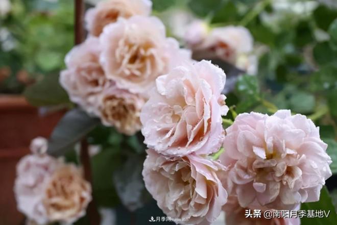 10種復古色月季，氣質(zhì)炸裂！你入手了沒(méi)？(圖3)