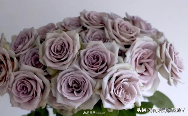 10種復古色月季，氣質(zhì)炸裂！你入手了沒(méi)？(圖2)