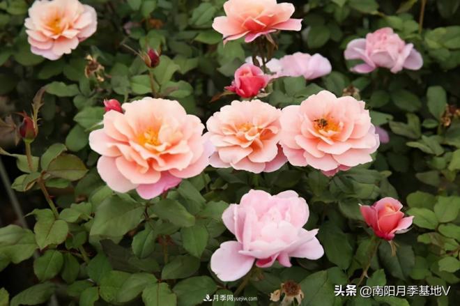 10種復古色月季，氣質(zhì)炸裂！你入手了沒(méi)？(圖4)