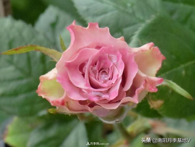 10種復古色月季，氣質(zhì)炸裂！你入手了沒(méi)？(圖7)