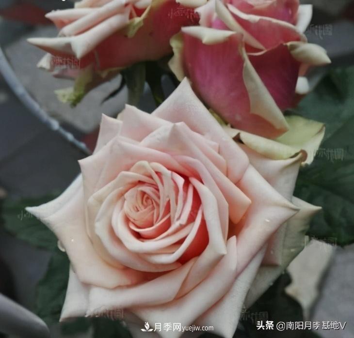 10種復古色月季，氣質(zhì)炸裂！你入手了沒(méi)？(圖8)