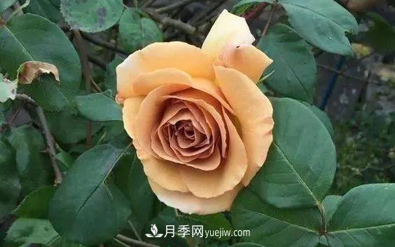 10種復古色月季，氣質(zhì)炸裂！你入手了沒(méi)？(圖5)