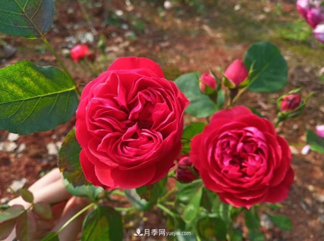 被玫瑰遮住光芒的月季花，妙用很多，能賞能吃能泡茶(圖2)