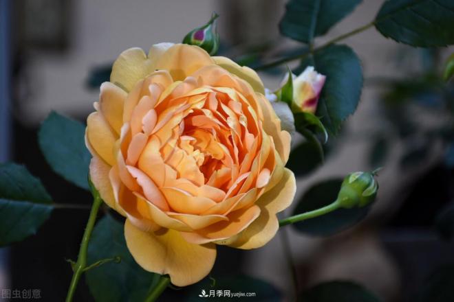 不是我“崇洋媚外”，養月季選歐月，是有原因的(圖3)