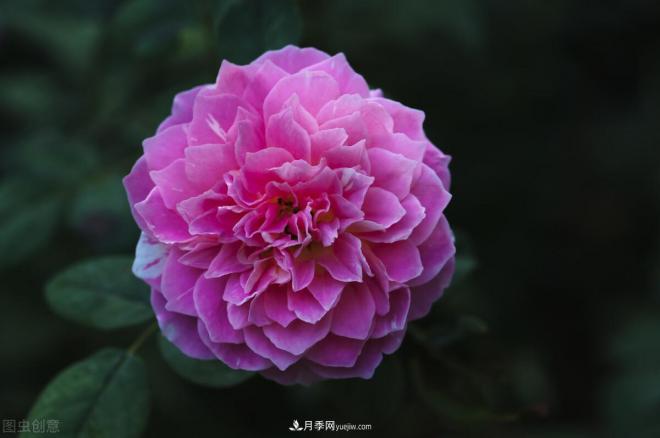 不是我“崇洋媚外”，養月季選歐月，是有原因的(圖6)