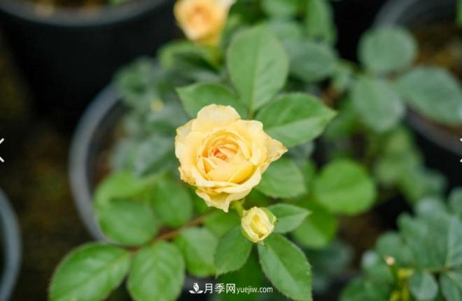 月季爆筍芽了，花友喜滋滋，先別樂(lè )，這個(gè)時(shí)期要慎重(圖1)