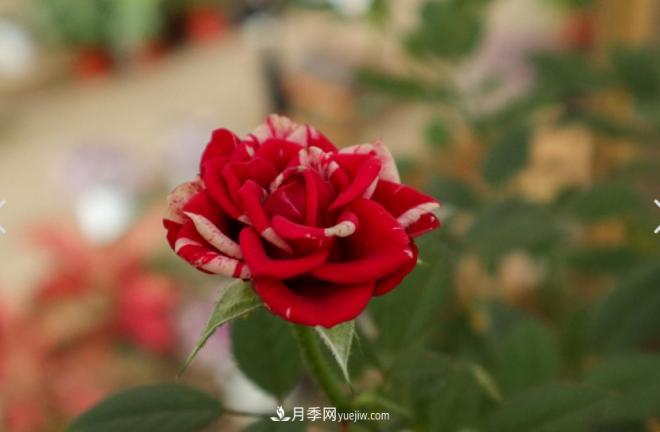 月季爆筍芽了，花友喜滋滋，先別樂(lè )，這個(gè)時(shí)期要慎重(圖2)