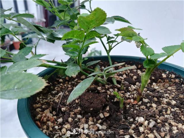 怎樣快速扶壯月季的牙簽小苗，壓枝促筍是一個(gè)好辦法(圖1)