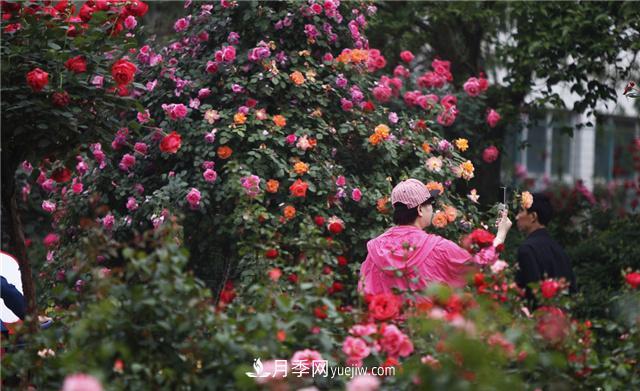 月季花為什么花朵越開(kāi)越小花色淡？這五點(diǎn)做好，葉茂花繁色嬌艷(圖2)