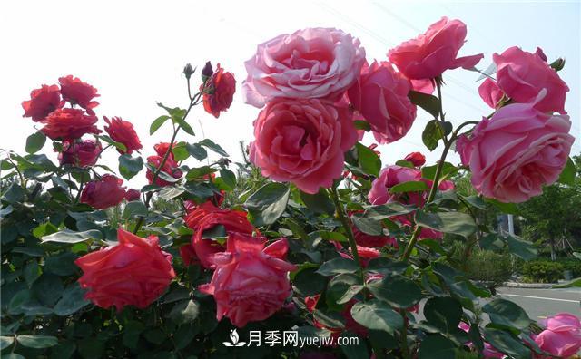 月季花為什么花朵越開(kāi)越小花色淡？這五點(diǎn)做好，葉茂花繁色嬌艷(圖1)