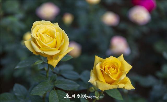 月季花為什么花朵越開(kāi)越小花色淡？這五點(diǎn)做好，葉茂花繁色嬌艷(圖3)