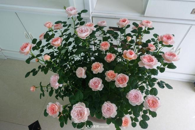 瑞典女王，這個(gè)月季王后用盆養殖注意5點(diǎn)，開(kāi)花壯觀(guān)又霸氣(圖2)