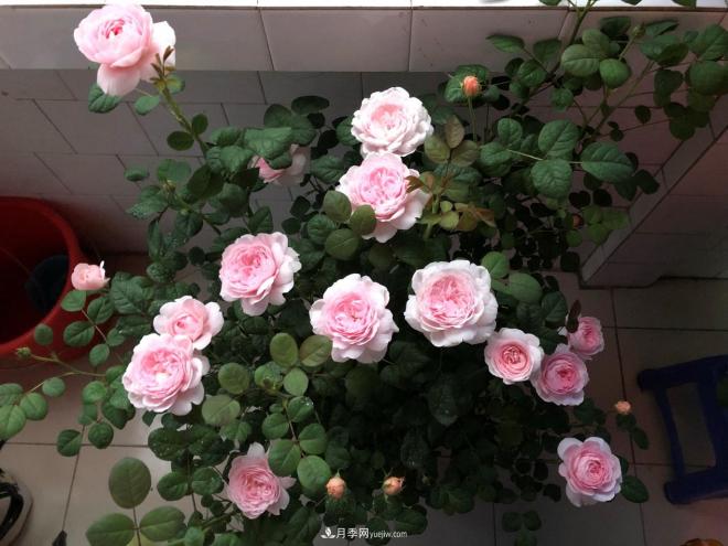 瑞典女王，這個(gè)月季王后用盆養殖注意5點(diǎn)，開(kāi)花壯觀(guān)又霸氣(圖3)