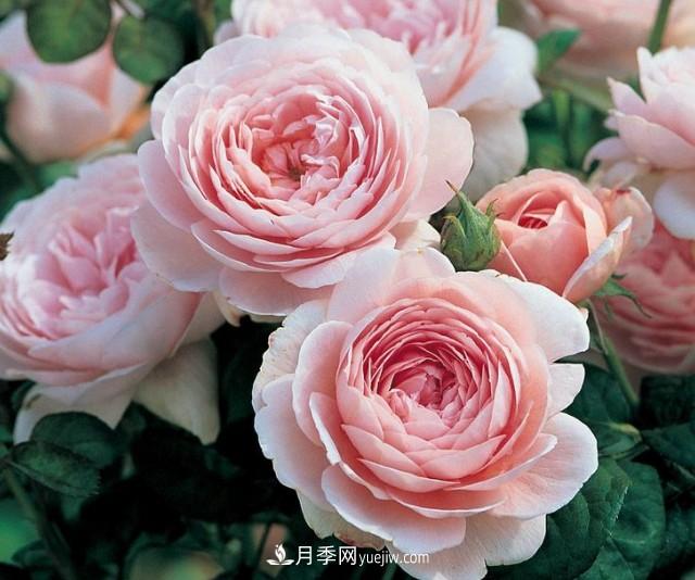 瑞典女王，這個(gè)月季王后用盆養殖注意5點(diǎn)，開(kāi)花壯觀(guān)又霸氣(圖1)