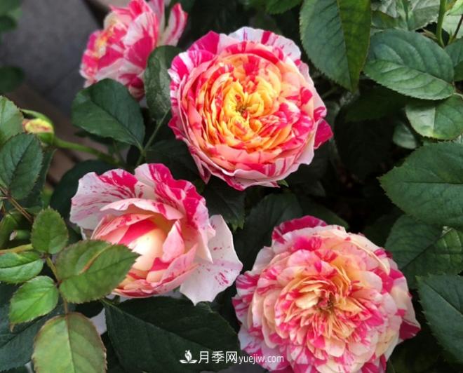 十一月養護月季，分享三個(gè)小動(dòng)作”，月季蹭蹭冒新芽(圖3)