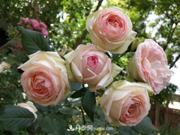 十一月養護月季，分享三個(gè)小動(dòng)作”，月季蹭蹭冒新芽(圖1)