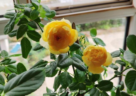 十一月養護月季，分享三個(gè)小動(dòng)作”，月季蹭蹭冒新芽(圖2)