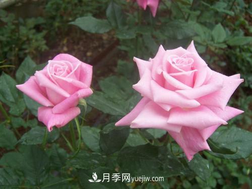 十大***經(jīng)典月季花，開(kāi)花***勤(圖2)