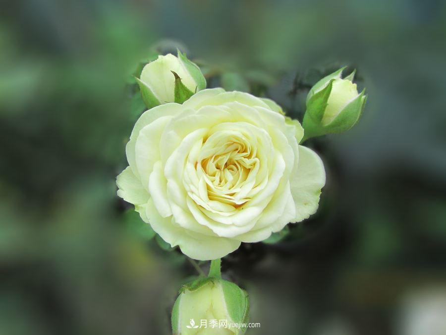 十大***經(jīng)典月季花，開(kāi)花***勤(圖1)