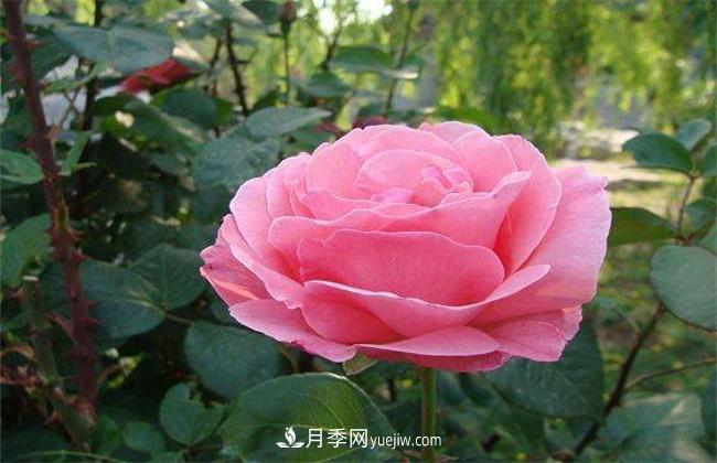月季有毒嗎，怎么養殖？(圖1)