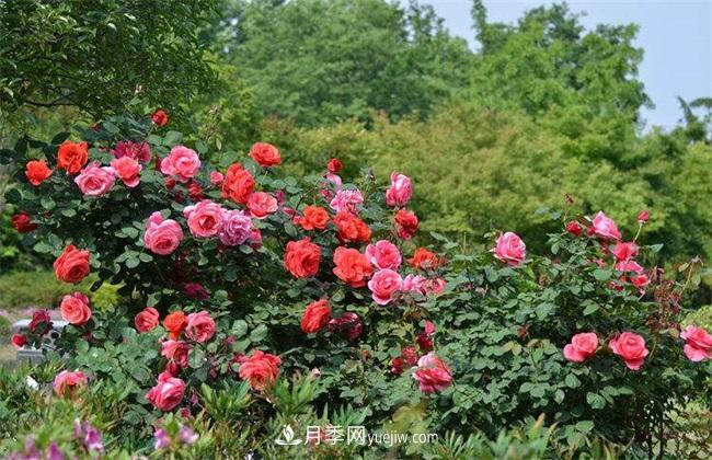 月季花什么時(shí)候開(kāi)花？月季花的功效作用(圖1)