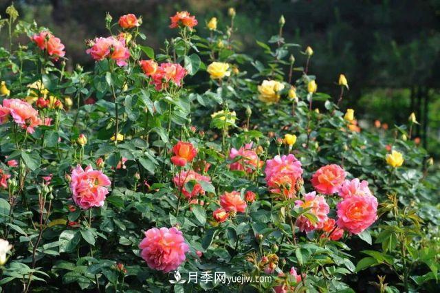 玫瑰花與月季花的區別？玫瑰花語(yǔ)大全介紹(圖2)