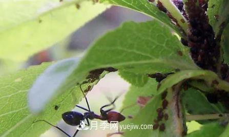 月季上的蚜蟲(chóng)真煩人，有效治療辦法是什么(圖3)