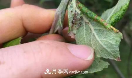 月季上的蚜蟲(chóng)真煩人，有效治療辦法是什么(圖4)