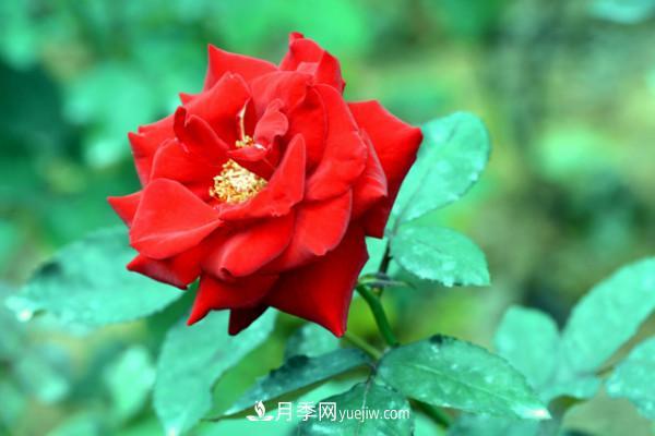 月季上的蚜蟲(chóng)真煩人，有效治療辦法是什么(圖2)