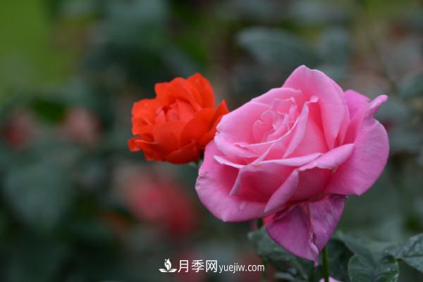 月季上的蚜蟲(chóng)真煩人，有效治療辦法是什么(圖1)