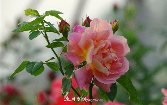 小白不知道微型月季肥水管理，那么月季花需要什么肥料(圖1)