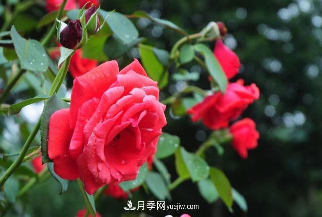 月季花的養殖方法和病蟲(chóng)防治(圖2)