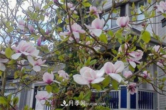 白玉蘭和白蘭花的區別，白玉蘭花語(yǔ)和含義(圖2)