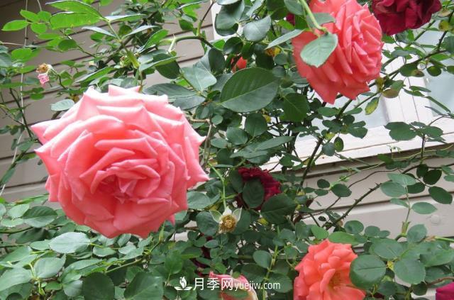月季病蟲(chóng)害銹病、黑斑病、白粉病的防治方法介紹(圖1)