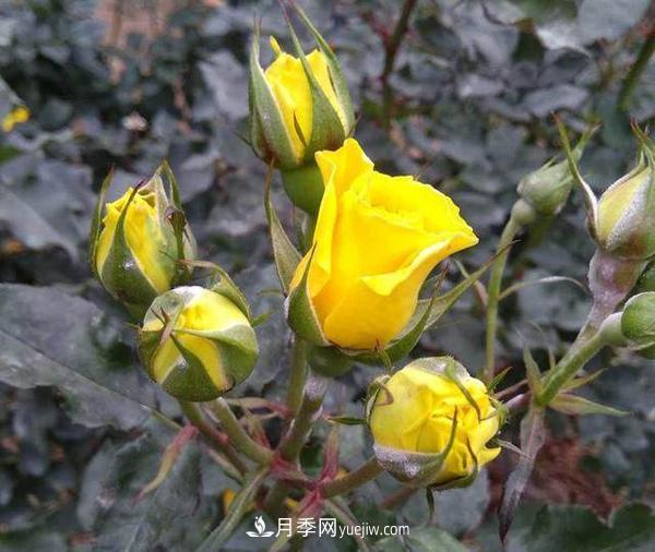 太陽(yáng)城月季(圖3)