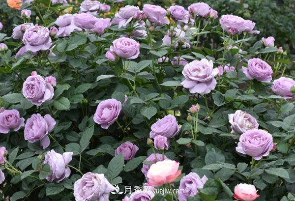 月季花的形態(tài)特征是什么？(圖1)