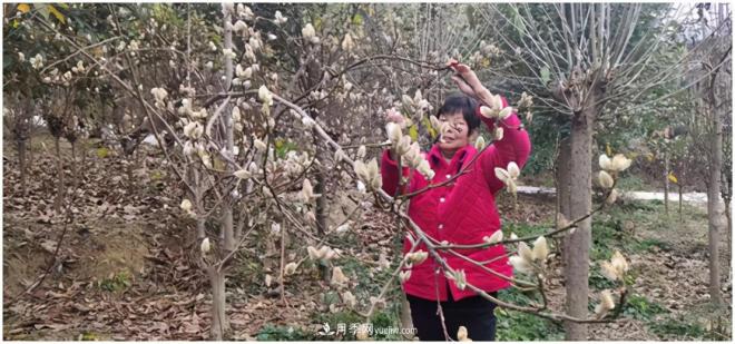 南陽(yáng)南召皇后鄉：辛夷苗木成為脫貧路上“搖錢(qián)樹(shù)”(圖1)