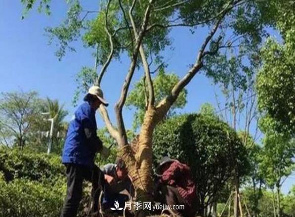 冬季移栽苗木大考驗：冬季適合移栽什么樹(shù)種？如何移栽(圖1)