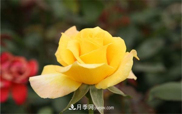 黃色月季花花語(yǔ)及寓意(圖1)