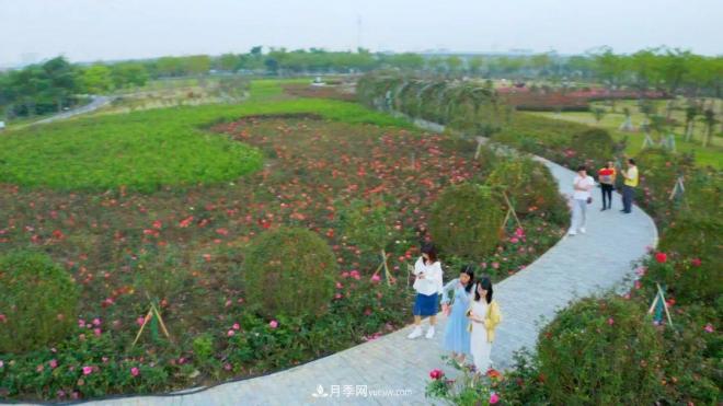 立冬已過(guò)，小雪將至~ 肇慶新區月季園景色獨好、風(fēng)光別致(圖2)