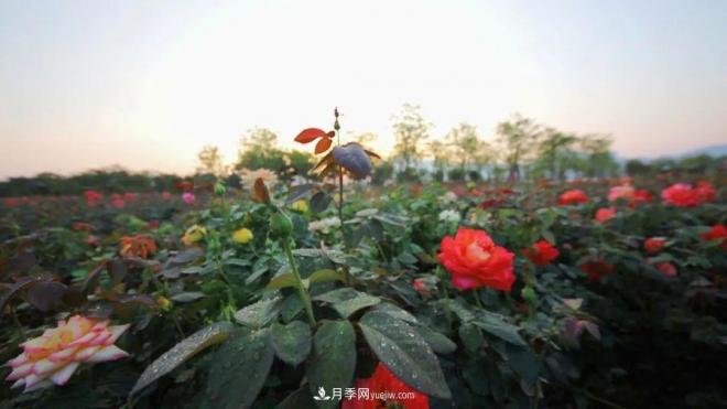 立冬已過(guò)，小雪將至~ 肇慶新區月季園景色獨好、風(fēng)光別致(圖1)