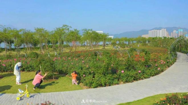 立冬已過(guò)，小雪將至~ 肇慶新區月季園景色獨好、風(fēng)光別致(圖5)