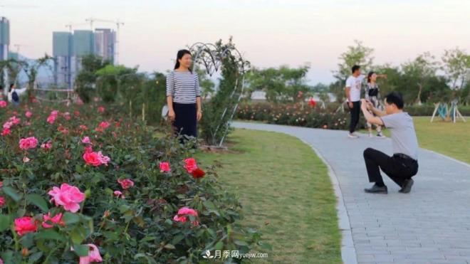 立冬已過(guò)，小雪將至~ 肇慶新區月季園景色獨好、風(fēng)光別致(圖4)
