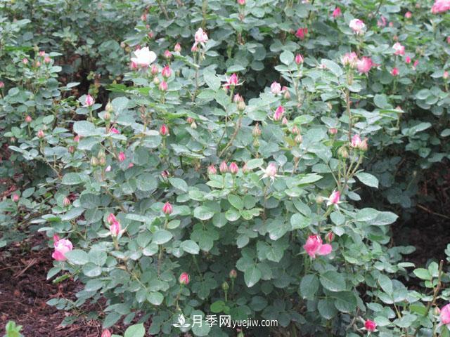 養月季花可不可以只用花多多2號催花肥(圖1)