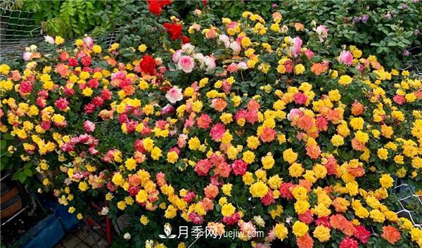 藤彩虹月季品種優(yōu)缺點(diǎn)是什么？(圖2)