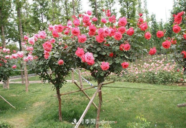 不同月季品種在園林景觀(guān)運用中的合理搭配(圖3)