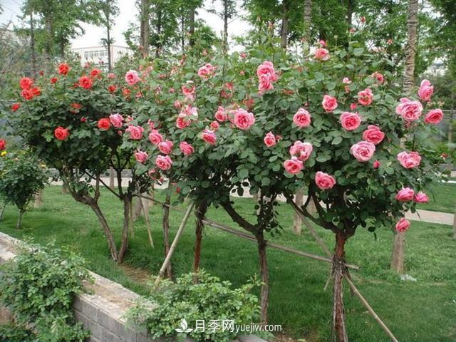 南陽(yáng)月季 大美中國(圖4)